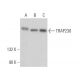 TRAP230 Antibody (E-2) - Western Blotting - Image 372867
