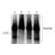 TRAP240 Antibody (E-12) - Western Blotting - Image 352617 