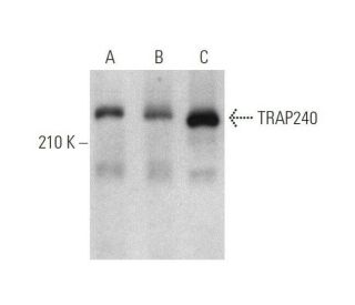 western blotting image from recommended TRAP240 (E-12) monoclonal antibody replacement. Image 350846