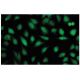 TRAP95 Antibody (F83) - Immunofluorescence - Image 53939 