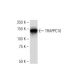 TRAPPC10 Antibody (RR-18) - Western Blotting - Image 34618