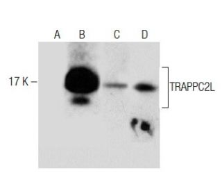 TRAPPC2L Antibody (C-5) - Western Blotting - Image 283481