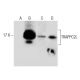 TRAPPC2L Antibody (C-5) - Western Blotting - Image 283481