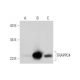 TRAPPC4 Antibody (C-7) - Western Blotting - Image 290067