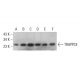 TRAPPC4 Antibody (C-7) - Western Blotting - Image 377015 