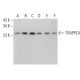 TRAPPC4 Antibody (C-7) - Western Blotting - Image 381155 