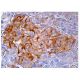 TRAPPC6A Antibody (G-5) - Immunohistochemistry - Image 158217