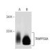 TRAPPC6A Antibody (G-5) - Western Blotting - Image 151744 