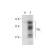 TRB-1 Antibody (E-7) - Western Blotting - Image 296280