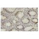 TRB-2 Antibody (B-06) - Immunohistochemistry - Image 36200 