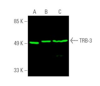 TRB-3 Antibody (B-2) - Western Blotting - Image 389922 
