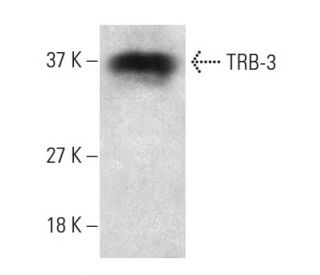 TRB-3 Antibody (D-4) - Western Blotting - Image 399421 