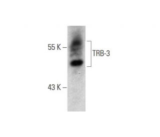 TRB-3 Antibody (E-7) - Western Blotting - Image 324773 