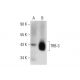 TRB-3 Antibody (G-10) - Western Blotting - Image 134160