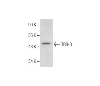 TRB-3 Antibody (G-10) - Western Blotting - Image 286952 
