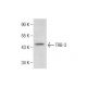 TRB-3 Antibody (G-10) - Western Blotting - Image 286952 
