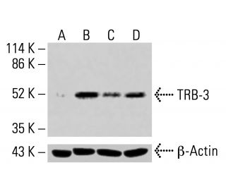 TRB-3 Antibody (B-2) - Western Blotting - Image 415031