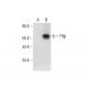 TRβ1 Antibody (A-7) - Western Blotting - Image 300432 