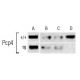 TRβ1 Antibody (J52) - ChIP - Image 9368 
