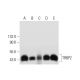 TRBP2 Antibody (D-5) - Western Blotting - Image 314054