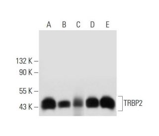 TRBP2 Antibody (D-5) - Western Blotting - Image 314054Each CRISPR/Cas9 Knockout (KO) Plasmid product consists of a pool of 3 plasmids designed to ensure identification and cleavage of a specific gene for maximum knockout efficiency. Each plasmid encodes a unique 20 nt sequence derived from the GeCKO (v2) library.