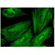 TRC8 Antibody (H-9) - Immunofluorescence - Image 293809 