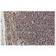 TRC8 Antibody (YB-16) - Immunohistochemistry - Image 36297 