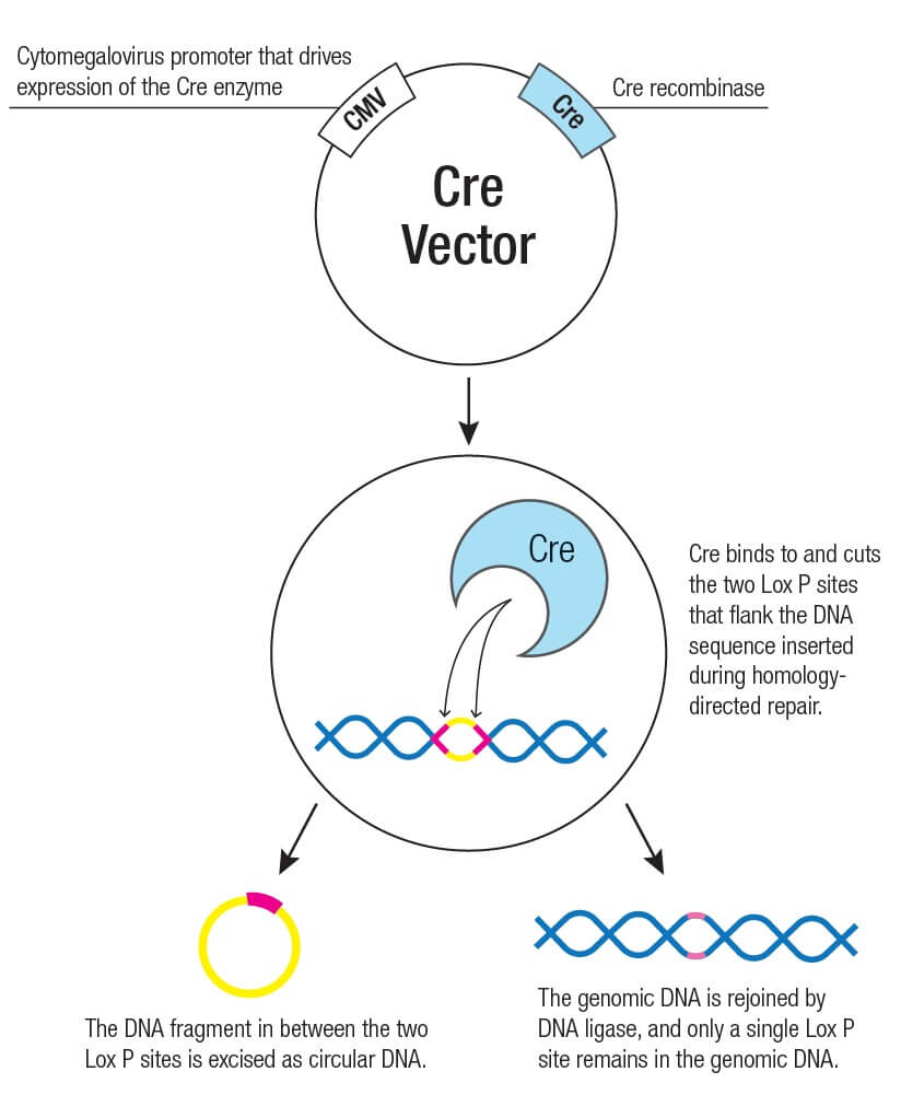 TRC8 CRISPR Knockout and Activation Products (h) | SCBT