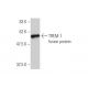 TREM-1 Antibody (2E2) - Western Blotting - Image 349589
