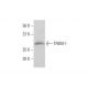 TREM-1 Antibody (2E2) - Western Blotting - Image 352197 