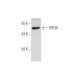 TRESK Antibody (E-2) - Western Blotting - Image 323778