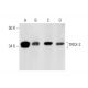 TREX-2 Antibody (E-4) - Western Blotting - Image 290914