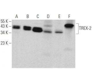 TREX-2 Antibody (E-4) - Western Blotting - Image 371846 