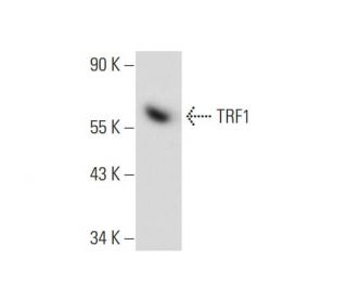 western blotting image from recommended TRF1 (G-7) monoclonal antibody replacement. Image 134741