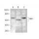 TRF1 Antibody (G-7) - Western Blotting - Image 376925
