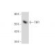 western blotting image from recommended TRF1 (G-7) monoclonal antibody replacement. Image 134741