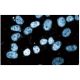 TRF2 Antibody (36) - Immunofluorescence - Image 60709