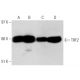 TRF2 Antibody (4A794) - Western Blotting - Image 17753 