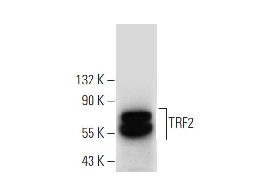 rrht 様 TRF2 Antibody (B-5) | SCBT - Santa Cruz Biotechnology