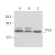 Cet anticorps polyclonal n'est plus commercialisé. Voir l'anticorps monoclonal <a href="trf2-antibody-b-5">TRF2 (B-5)</a> que nous recommandons (données d'échantillonnage indiquées). western blotting image from recommended TRF2 (B-5) monoclonal antibody replacement. Image 355445