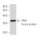 TRF4 Antibody (2794C4a) - Western Blotting - Image 47945