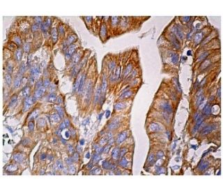 TRFP Antibody (B-10) - Immunohistochemistry - Image 159576 