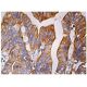 TRFP Antibody (B-10) - Immunohistochemistry - Image 159576 