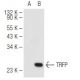 TRFP Antibody (B-10) - Western Blotting - Image 84095