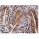 TRFP Antibody (G-11) - Immunohistochemistry - Image 158614 