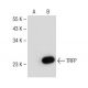TRFP Antibody (G-11) - Western Blotting - Image 149520