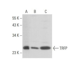 TRFP Antibody (G-11) - Western Blotting - Image 301048 