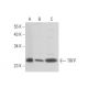 TRFP Antibody (G-11) - Western Blotting - Image 301048 