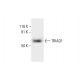 TRIAD1 Antibody (C-3) - Western Blotting - Image 288950