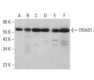 TRIAD1 Antibody (C-3) - Western Blotting - Image 377052 